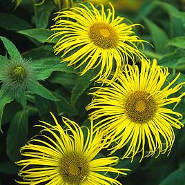Inula Grandiflora - Seeds