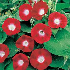 Morning Glory Seeds - Crimson Rambler