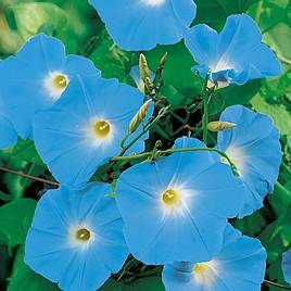Morning Glory Seeds - Heavenly Blue