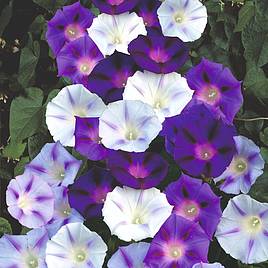 Morning Glory Inkspots - Seeds