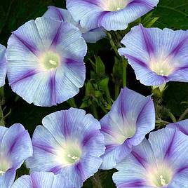 Morning Glory Dacapo Light Blue - Seeds
