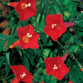 Ipomoea Quamoclit Cardinal - Seeds