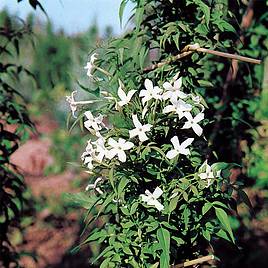 Jasminum officinale