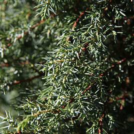 Juniperus communis Hibernica