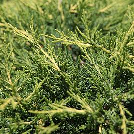 Juniperus x pfitzeriana Gold Coast