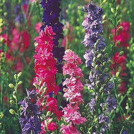 Larkspur Seeds - Stock Flowered Mix