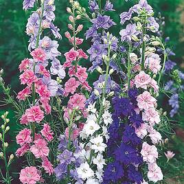 Larkspur Seeds - Little Rocket Mix