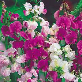 Sweet Pea Seeds - Everlasting Mix