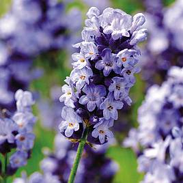 Lavender Hidcote Blue - Seeds