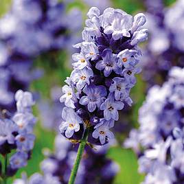 Lavender Seeds - Hidcote Blue