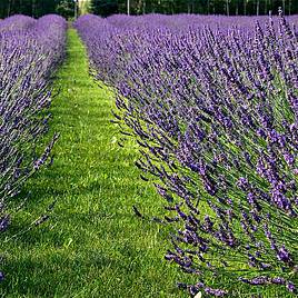 Lavandula × intermedia Phenomenal