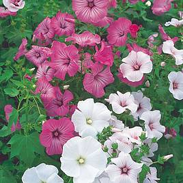 Lavatera trimestris Beauty Mix - Seeds
