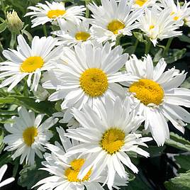 Shasta Daisy Madonna