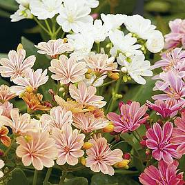 Lewisia cotyledon Elise Mixed