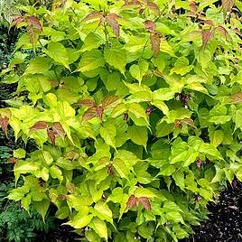 Leycesteria Little Lanterns