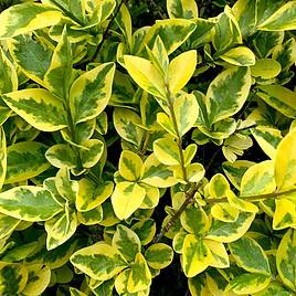 Golden Privet (Hedging)