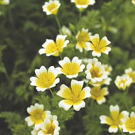 Poached Egg Plant Flower - Seeds