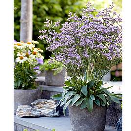 Limonium Dazzle Rocks