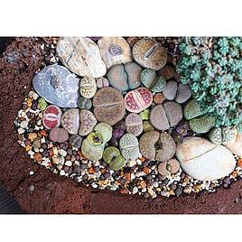 Houseplant Seeds - Lithops (Living Stones) Gem Stones Collection