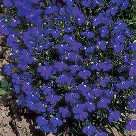 Lobelia Crystal Palace - Seeds