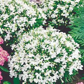 Lobelia Seeds - White Lady