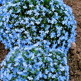 Lobelia Cambridge Blue - Seeds