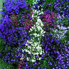 Lobelia String of Pearls - Seeds