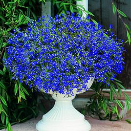 Lobelia Sapphire (Blue Basket) - Seeds
