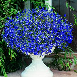 Lobelia Seeds - Sapphire (Blue Basket)