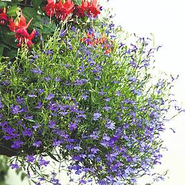 Lobelia Seeds - Monsoon