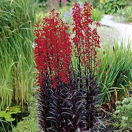Lobelia Queen Victoria - Seeds