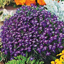 Lobelia Mrs Clibran (Bush Variety) - Seeds