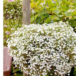 Lobelia Supacoat Seeds - Cascade White