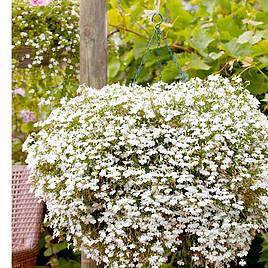 Lobelia Supacoat Cascade White - Seeds