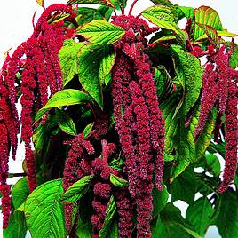 Love-Lies-Bleeding Crimson Tassels - Seeds