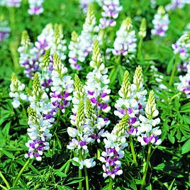 Lupin Seeds - Pink Fairy