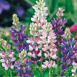 Lupin Pixie Delight - Seeds