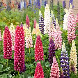 Lupin Seeds - Russell Mix