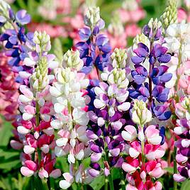 Lupinus Seeds - Avalune Mix