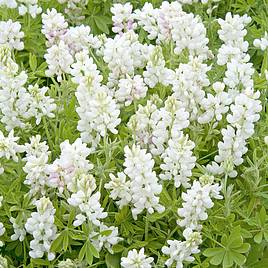 Lupin Seeds - Snow Pixie