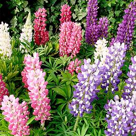 Lupin Gallery Mix - Seeds