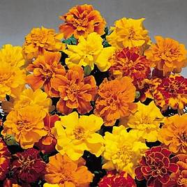 Marigold French Seeds - Summer Loving Mix