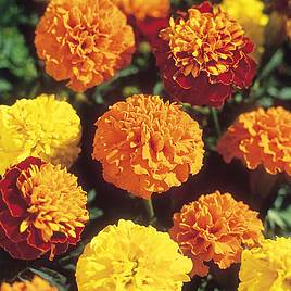 Marigold French Seeds - Boy-O-Boy Mix