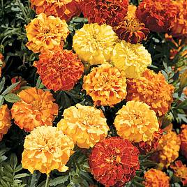 Marigold Afro-French Seeds - F1 Zenith Mix