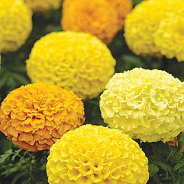 Marigold African Seeds - F1 Marvel Mix