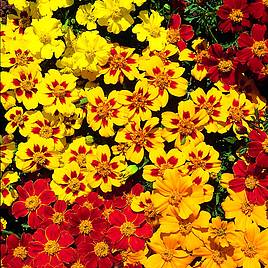 Marigold Fantasia Mix - Seeds for Predators