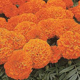 Marigold African Space Hopper - Seeds