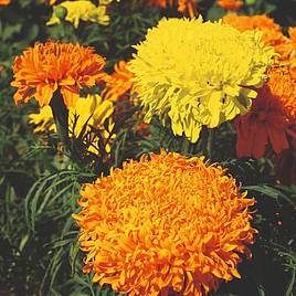 Marigold African Seeds - Fantastic Mix