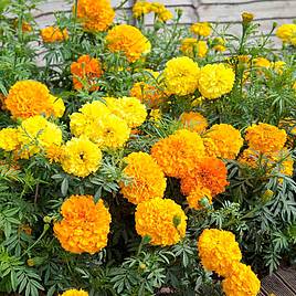 Marigold African Seeds - Crackerjack Mix