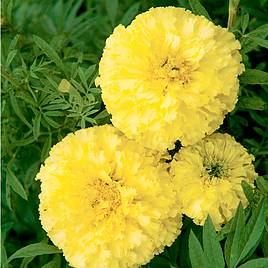 Marigold African Seeds - F1 Key Lime